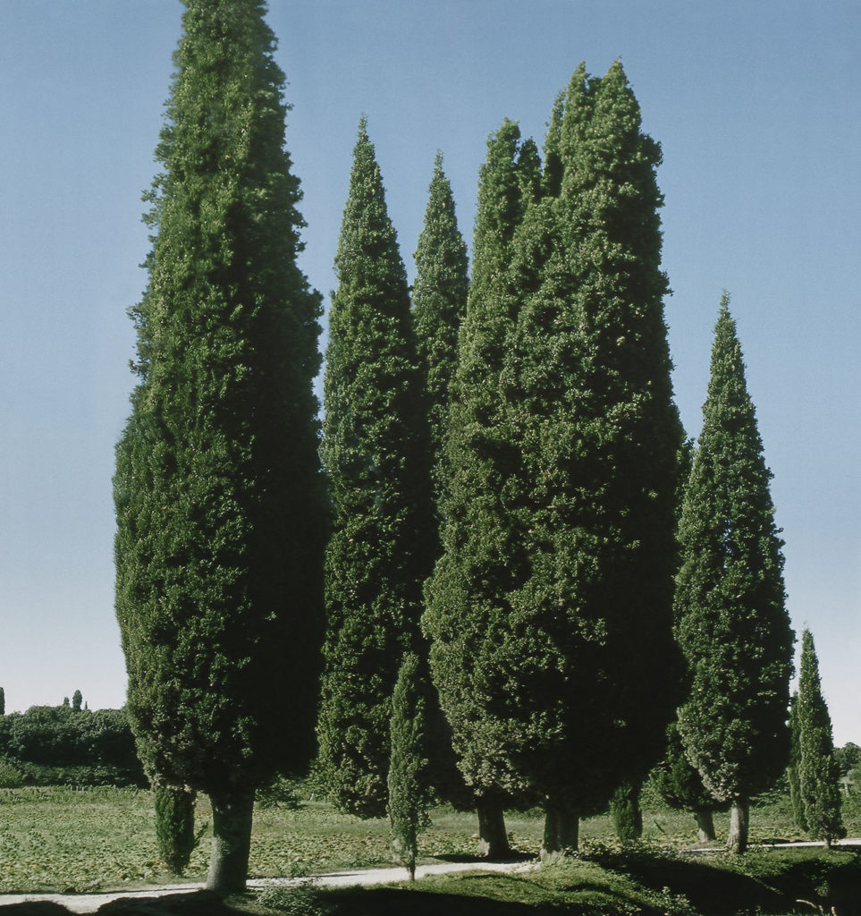 Paysage avec cyprès toscans