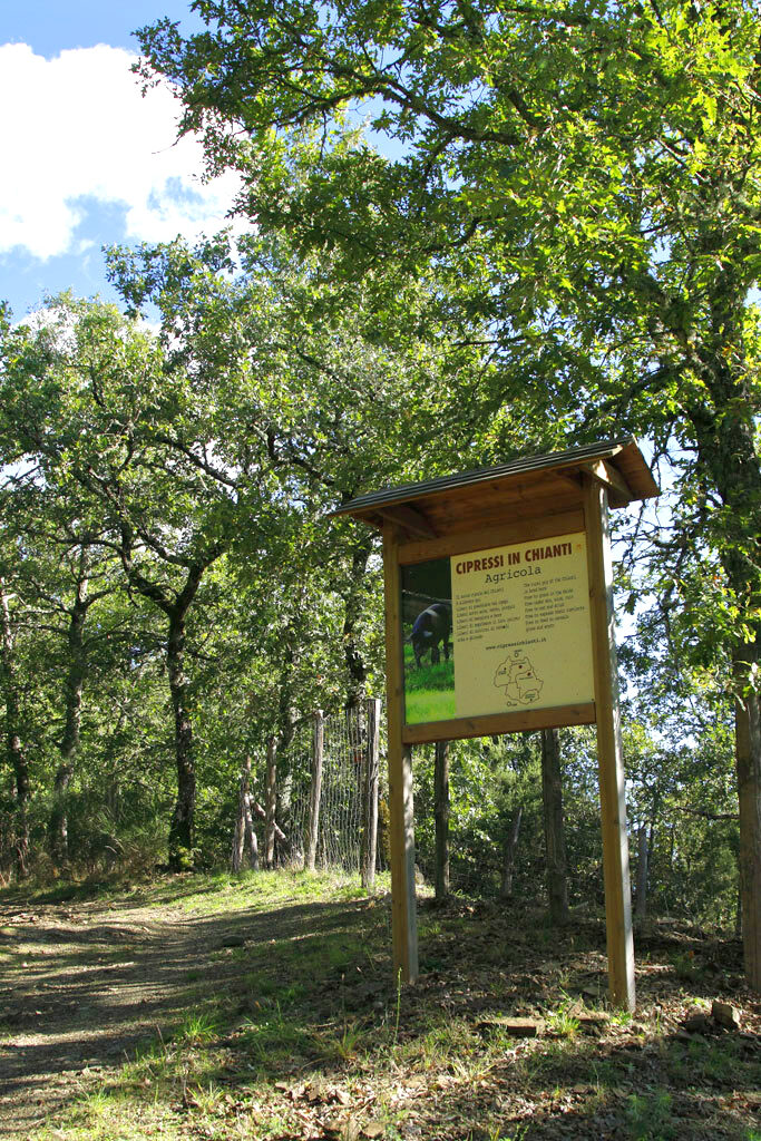 Ingresso bosco Cinta Senese